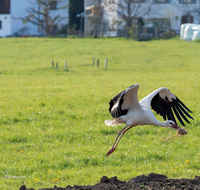 fileadmin/roha/Interessantes-in-Kurzform/ab-4-2021/TIE-VOEG-STOR-0002-1832-04-D-roha-Tier-Vogel-Weiss-Storch-Ciconia-ciconia.png