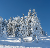 fileadmin/roha/images_galerie/Winter/WINT-BGD-ROS-0005-D-roha-Winter-Wald-Berchtesgaden-Schnee-Fichten-Rossfeld.png