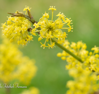 fileadmin/roha/images_galerie/Baum-natur-garten/Baeume/BAUM-KORNEL-0002-D-roha-Baum-Strauch-Kornelkirsche-Cornus-Mas-gelb.png