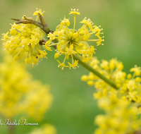 fileadmin/roha/images_galerie/Baum-natur-garten/Baeume/BAUM-KORNEL-0002-D-roha-Baum-Strauch-Kornelkirsche-Cornus-Mas-gelb.png