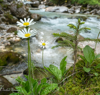 fileadmin/roha/images_galerie/orte_landschaft/Berchtesgaden/Ramsau/BGD-RA-ZAUB-0029-D-roha-Berchtesgaden-Ramsau-Zauberwald-Wildwasser-Blume.png