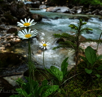 fileadmin/roha/images_galerie/orte_landschaft/Berchtesgaden/Ramsau/BGD-RA-ZAUB-0029-D-roha-Berchtesgaden-Ramsau-Zauberwald-Wildwasser-Blume.png