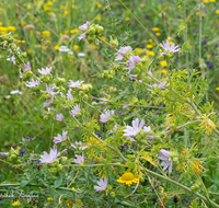 fileadmin/roha/images_galerie/Baum-natur-garten/Natur-Wildblumen-Landschaft/BL-WIESE-UF-0020-D-roha-Blumenwiese.png