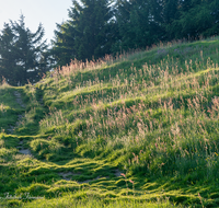 fileadmin/roha/images_galerie/wege/WEGE-TEISB-STO-0001-D-roha-Weg-Teisenberg-Stoisser-Alm-Sonne-Stimmung.png