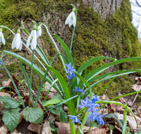 fileadmin/roha/Interessantes-in-Kurzform/ab-5-2022/BL-WIESE-FRUEHL-AUW-0001-D-roha-Blumenwiese-Fruehling-Schneegloeckchen-Galanthus-Josefbluemchen-Blaustern-Scilla-bifolia-Auwald.png