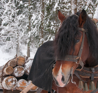 fileadmin/roha/images_galerie/Landwirtschaft/Forst-Holzknecht/HOLZKNE-HAM-PFERD-0008-D-M-roha-Holzknecht-Pferd-Schlitten-Winter-Siegsdorf-Hammer-Winterzug.png