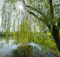 fileadmin/roha/images_galerie/orte_landschaft/Teisendorf/IN-LANDS-Teisendorf/TEI-EISW-0007-D-roha-Teisendorf-Eisweiher-Wieninger-Sonne.png