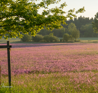 fileadmin/roha/Interessantes-in-Kurzform/ab-4-2021/BL-WIESE-TEIS-PAT-SO-0005-D-roha-Blumenwiese-Patting-Teisendorf.png