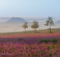 fileadmin/roha/images_galerie/Baum-natur-garten/Natur-Wildblumen-Landschaft/BL-WIESE-TEIS-PAT-SO-0006-D-roha-Blumenwiese-Patting-Teisendorf.png