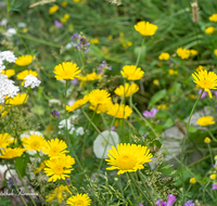 fileadmin/roha/images_galerie/Baum-natur-garten/Natur-Wildblumen-Landschaft/BL-WIESE-UF-0019-D-roha-Blumenwiese.png