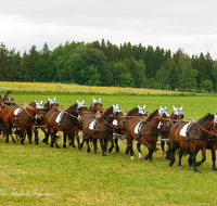 fileadmin/roha/images_galerie/brauchtum/Leonhardiritt/Holzhausen_01/Kaltblutfest/BR-PFRI-HOLZ-KALTBL-0016-D-roha-Brauchtum-Kaltblut-Pferd-Kutsche-Holzhausen-Teisendorf.png