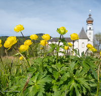 fileadmin/roha/images_galerie/orte_landschaft/Anger/Hoeglwoerth/AN-HOE-0085-01-7-20-D-roha-Anger-Hoeglwoerth-Biotop-Trollius-europaeus.png