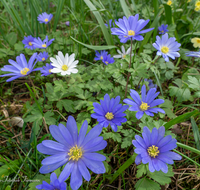 fileadmin/roha/images_galerie/Baum-natur-garten/Natur-Wildblumen-Landschaft/BL-ANEM-0001-D-roha-Blumen-Anemone.png