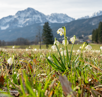 fileadmin/roha/images_galerie/orte_landschaft/Anger/Anger/BL-SCHNEEGL-0014-02-D-roha-Blumen-Schneegloeckchen-Fruehlingsknotenblume-Leucojum-vernum-Anger.png