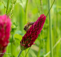 fileadmin/roha/images_galerie/Baum-natur-garten/Natur-Wildblumen-Landschaft/BL-WIESE-BIE-0003-D-roha-Blumenwiese-Blutklee-Biene-Apiformes.png