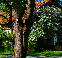 fileadmin/roha/images_galerie/Baum-natur-garten/Haus-Blumenschmuck-Deko/LANDA-BLUMENSCHM-UFERING-0030-09-D-roha-Landart-Blumenschmuck-Bauernhaus-Enzianbaum.png