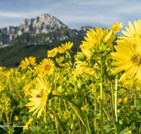 fileadmin/roha/images_galerie/Landwirtschaft/LANDW-FELD-SILV-0004-D-roha-Landwirtschaft-Durchwachsene-Silphie-Biene-Anger-Pfingstl-Hochstaufen.png