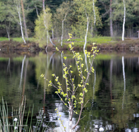 fileadmin/roha/images_galerie/orte_landschaft/Petting/Schoenramer-Moor/PE-SCHOENR-MOOR-0020-00-5-01-D-roha-Petting-Schoenramer-Moor-See-Fruehjahr-Wasser.png