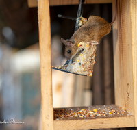 fileadmin/roha/images_galerie/Tiere/TIE-MAUS-0001-D-roha-roha-Tiere-Maus--Hausmaus-Mus-musculus.png