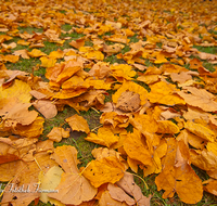 fileadmin/roha/images_galerie/Baum-natur-garten/Baeume/BAUM-WALD-HERB-BL-0002-D-roha-Baum-Wald-Herbst-Laub-Blaetter.png