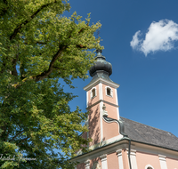 fileadmin/roha/images_galerie/kirche_religion/Waging/WAG-MUEHLB-0032-D-roha-Waging-Muehlberg-Kirche-Linde-Baum-Zwiebelturm.png