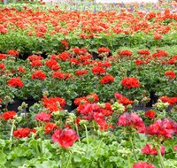 fileadmin/roha/images_galerie/Baum-natur-garten/Gaertnerei/BL-GAERTN-0003-D-roha-Blumen-Geranien-pelargonium-Gaertnerei-Gewaechshaus.jpg