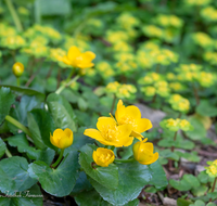 fileadmin/roha/images_galerie/Baum-natur-garten/Natur-Wildblumen-Landschaft/BL-SUMPF-0003-D-roha-Blumen-Sumpfdotterblume-Caltha-palustris.png