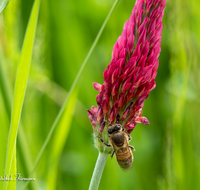 fileadmin/roha/images_galerie/Tiere/BL-WIESE-BIE-0005-D-roha-Blumenwiese-Blutklee-Biene-Apiformes.png