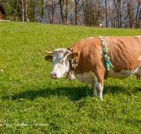 fileadmin/roha/images_galerie/brauchtum/Almabtrieb/Almabtrieb-Wasserfallalm/BR-ALMAB-BGD-OB-SLUZ-00162-D-roha-Almabtrieb-Berchtesgaden-Wasserfallalm-Obersulzberglehen-Fuikl-Kuh-Kuhglocke.png