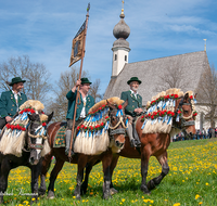 fileadmin/roha/images_galerie/brauchtum/Leonhardiritt/Traunstein-Georgiritt/BR-PFRI-TRAUNST-2019-1057-01-D-roha-Brauchtum-Pferdeumritt-Georgiritt-Traunstein-Ettendorfer-Kircherl.png