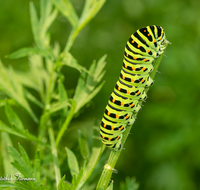 fileadmin/roha/images_galerie/Tiere/TIE-SCHMETT-SCHW-0020-D-roha-Tier-Insekt-Schmetterling-Schwalbenschwanz-Raupe.png