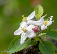 fileadmin/roha/images_galerie/Baum-natur-garten/Baeume/BAUM-APF-BLUE-0001-11-D-roha-Baum-Apfelbaum-Bluete-Knospe-Apfel-Obst-Obstbaum.png