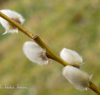 fileadmin/roha/images_galerie/Baum-natur-garten/Baeume/BAUM-PALM-0021-D-roha-Baum-Weide-Palmkaetzchen.png