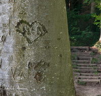 fileadmin/roha/images_galerie/Baum-natur-garten/Baeume/BAUM-RINDE-0004-D-roha-Baum-Rinde-Buche-Herz-Weg-Treppe.png