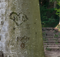 fileadmin/roha/images_galerie/Baum-natur-garten/Baeume/BAUM-RINDE-0004-D-roha-Baum-Rinde-Buche-Herz-Weg-Treppe.png