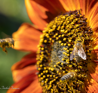 fileadmin/roha/images_galerie/Tiere/Insekten/BL-HAUSG-SONNEBL-0055-D-roha-Blumen-Hausgarten-Sonnenblume-Biene.png