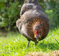 fileadmin/roha/images_galerie/Tiere/TIE-VOEG-HUHN-0069-D-roha-Tiere-Huhn-Henne-Gockel-Vogel.png