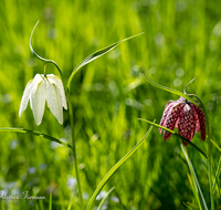 fileadmin/roha/images_galerie/Baum-natur-garten/Natur-Wildblumen-Landschaft/BL-SCHACHBR-0022-D-roha-Blume-Schachbrett-Fritillaria-meleagris-Fruehling.png