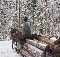 fileadmin/roha/images_galerie/Landwirtschaft/Forst-Holzknecht/HOLZKNE-HAM-PFERD-0004-D-roha-Holzknecht-Pferd-Schlitten-Winter-Siegsdorf-Hammer-Winterzug.png