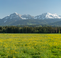 fileadmin/roha/images_galerie/orte_landschaft/Teisendorf/IN-LANDS-Teisendorf/LANDS-TEIS-PUN-0039-D-P-roha-Landschaft-Teisendorf-Punschern-Untersberg-Lattengebirge-Hochstaufen.png