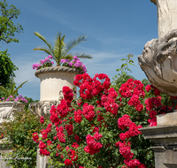 fileadmin/roha/images_galerie/orte_landschaft/Salzburg/Mirabell-Zwergerlgarten/SA-MIRA-GART-0008-3-D-roha-Salzburg-Mirabell-Schloss-Garten-Rosen.png