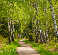 fileadmin/roha/images_galerie/wege/WEGE-ROTT-KENDLM-0001-D-roha-Weg-Allee-Birken-Rottau-Grassau-Kendlmuehlfilzen.png