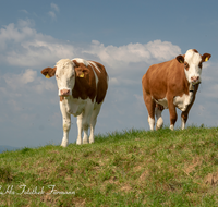 fileadmin/roha/images_galerie/Tiere/Kuh-Schaf-Pferd-Ziege/TEI-STO-KUH-0009-06-D-roha-Teisendorf-Anger-Stoisser-Alm-Kuh.png