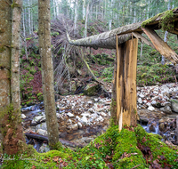 fileadmin/roha/images_galerie/wasser/WAS-WILDB-STOISS-0101-D-roha-Wasser-Wildbach-Stoissermaisbach-Poschennockbach-Teisenberg.png