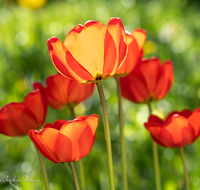 fileadmin/roha/images_galerie/Baum-natur-garten/Blumengarten-Blumen/BL-HAUSG-TULP-0040-01-05-D-roha-Hausgarten-Blumen-Tulpen-Tulipa-Fruehling.png