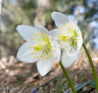 fileadmin/roha/images_galerie/Baum-natur-garten/Natur-Wildblumen-Landschaft/BL-SCHNEERO-0015-D-roha-Blumen-Schneerose-Fruehling-Helleborus-niger.png