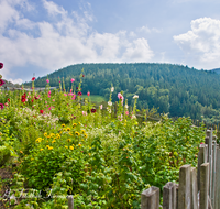 fileadmin/roha/images_galerie/Baum-natur-garten/Gemuese-Garten-Kraeuter-neu/LANDA-GART-0001-D-roha-Landart-Bauerngarten-Garten-Zaun-Fuermannalm.png