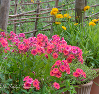 fileadmin/roha/images_galerie/Baum-natur-garten/Haus-Blumenschmuck-Deko/LANDA-GART-0003-D-roha-Landart-Garten-Schwemmholz-Phlox-Zaun.png