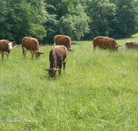 fileadmin/roha/images_galerie/Tiere/Kuh-Schaf-Pferd-Ziege/TIE-KUEHE-ANG-PR-0004-D-roha-Tiere-Kuehe-Anger-Weide.png