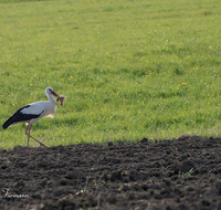 fileadmin/roha/Interessantes-in-Kurzform/ab-4-2021/TIE-VOEG-STOR-0001-1832-01-D-roha-Tier-Vogel-Weiss-Storch-Ciconia-ciconia.png